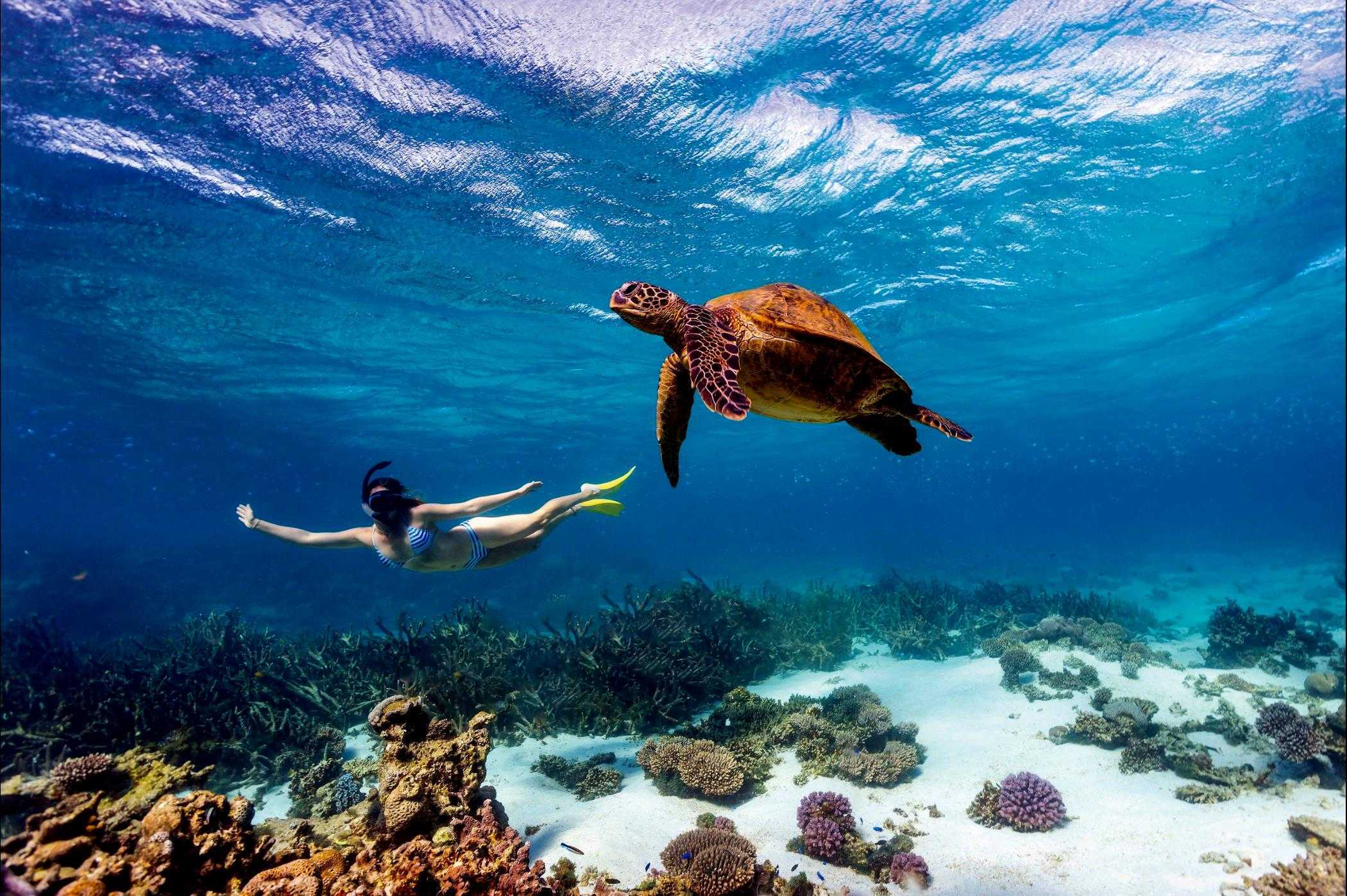 Kisite Marine Park Turtle Snorkeling
