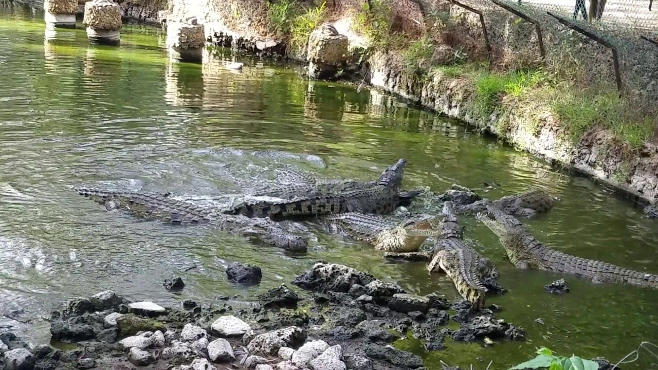 Mamba Village Crocodile Farm Mombasa