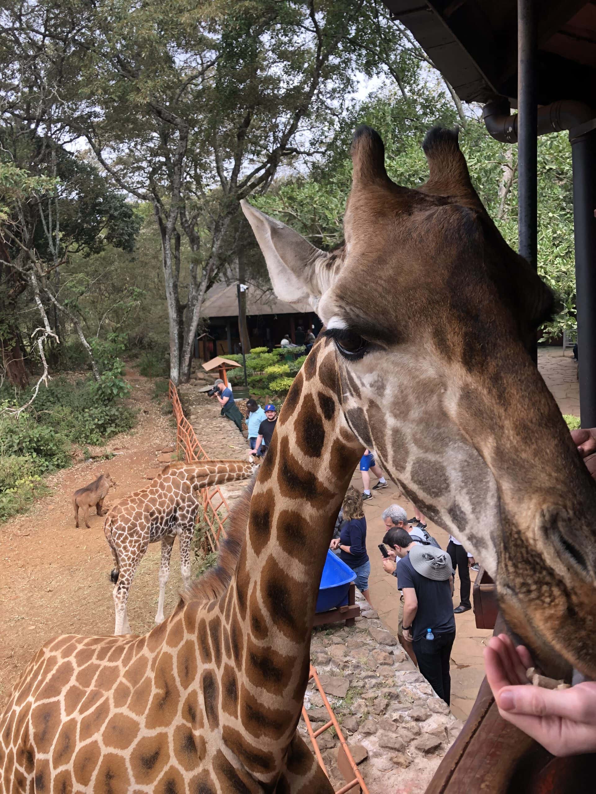 feeding giraffes nairobi scaled