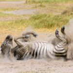 a plains zebra equus burchelli rolling in dust 2022 11 02 15 58 50 utc