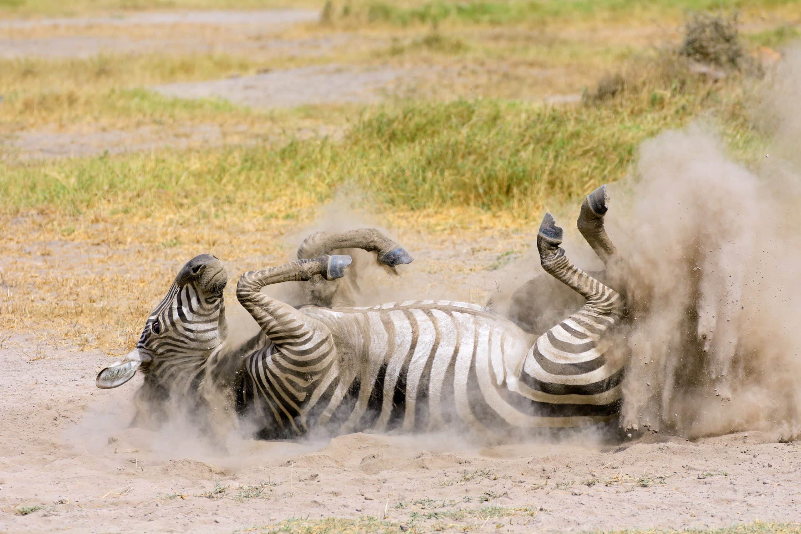 a plains zebra equus burchelli rolling in dust 2022 11 02 15 58 50 utc scaled