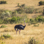 an ostrich in the masai mara kenya 2022 05 11 10 38 16 utc