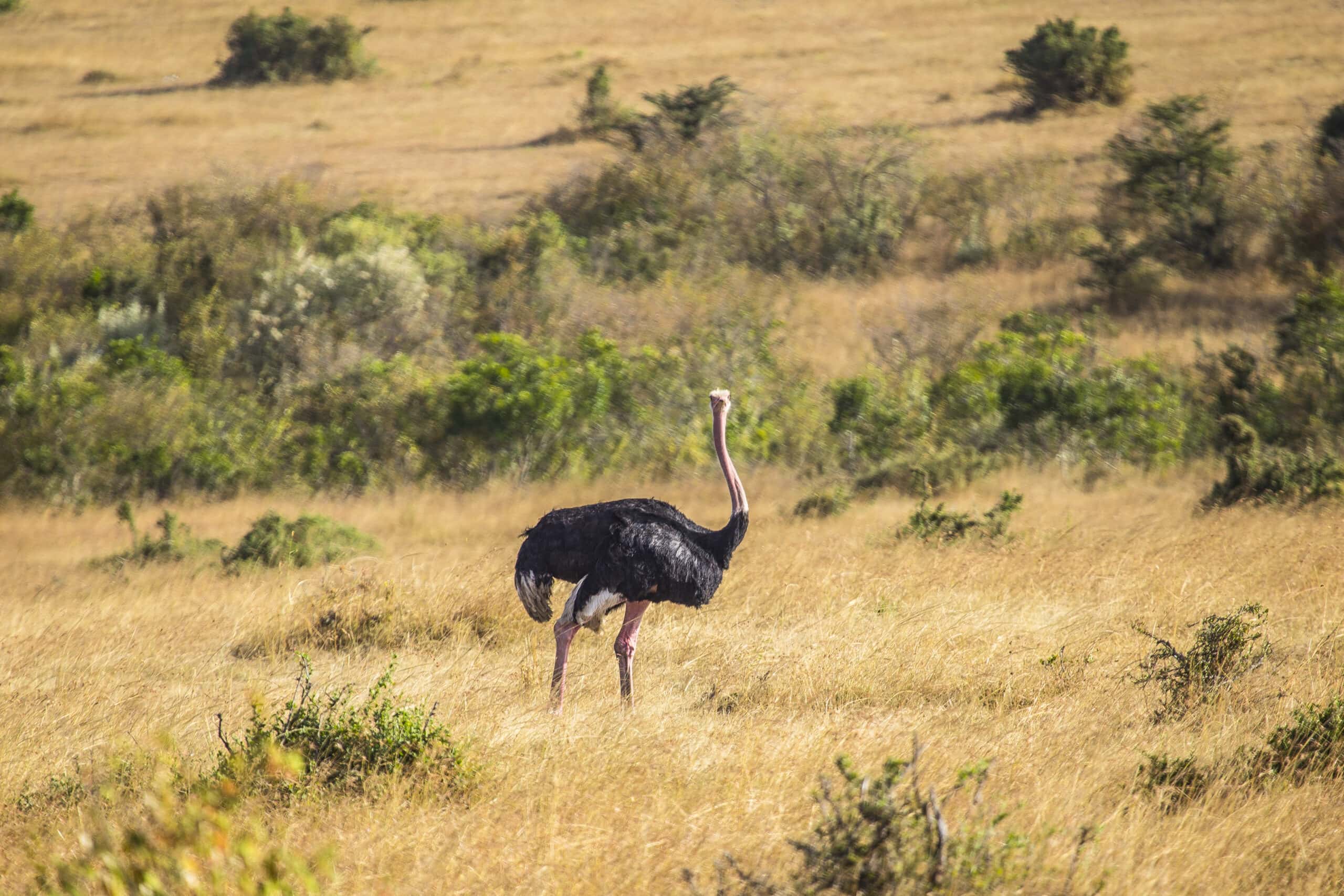 an ostrich in the masai mara kenya 2022 05 11 10 38 16 utc scaled