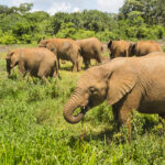 baby elephants in nairobi national park kenya 2021 08 26 17 00 35 utc