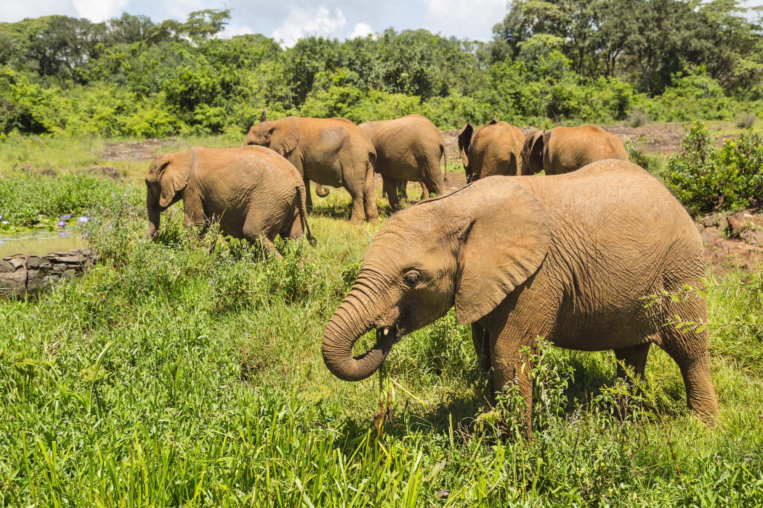 baby elephants in nairobi national park kenya 2021 08 26 17 00 35 utc scaled