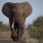 beautiful shot of an african elephant walking on t 2022 12 31 01 52 57 utc