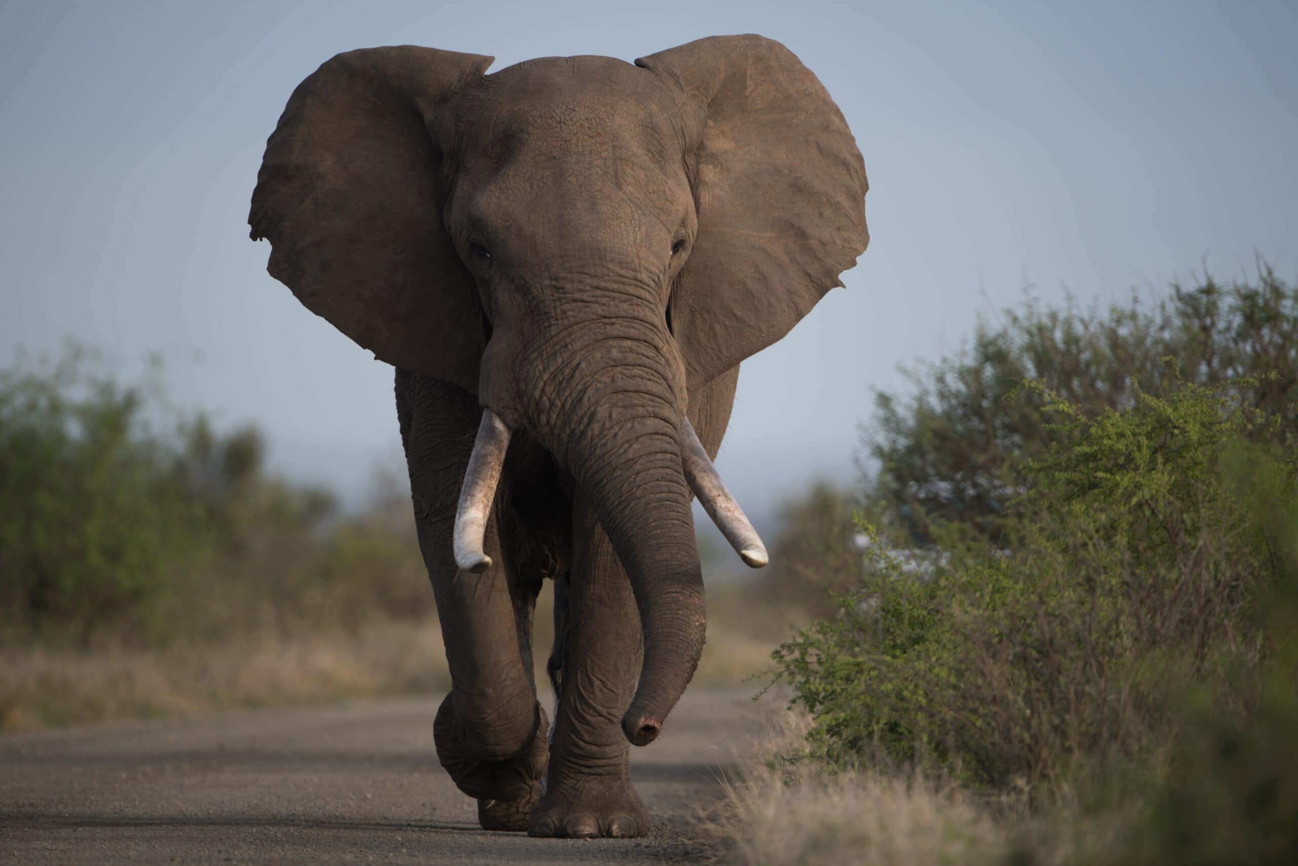beautiful shot of an african elephant walking on t 2022 12 31 01 52 57 utc scaled