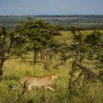 cheetah acinonyx jubatus seen on african wildli 2022 03 04 07 58 13 utc