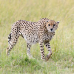 cheetah africa kenya 2021 08 26 15 55 36 utc