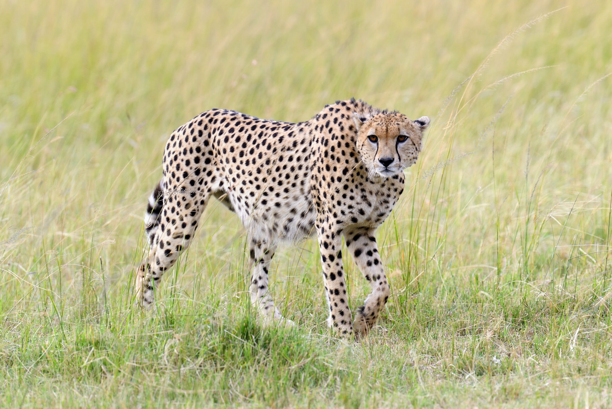 cheetah africa kenya 2021 08 26 15 55 36 utc scaled
