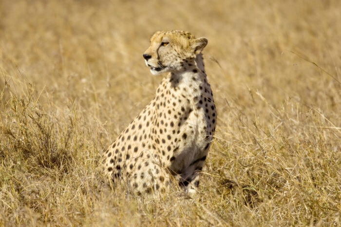Safari di scoperta di 5 giorni al Parco Nazionale Tsavo Est, Ovest e Parco Nazionale Amboseli