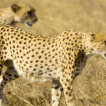 cheetah masai mara kenya 2021 08 26 18 00 22 utc 1