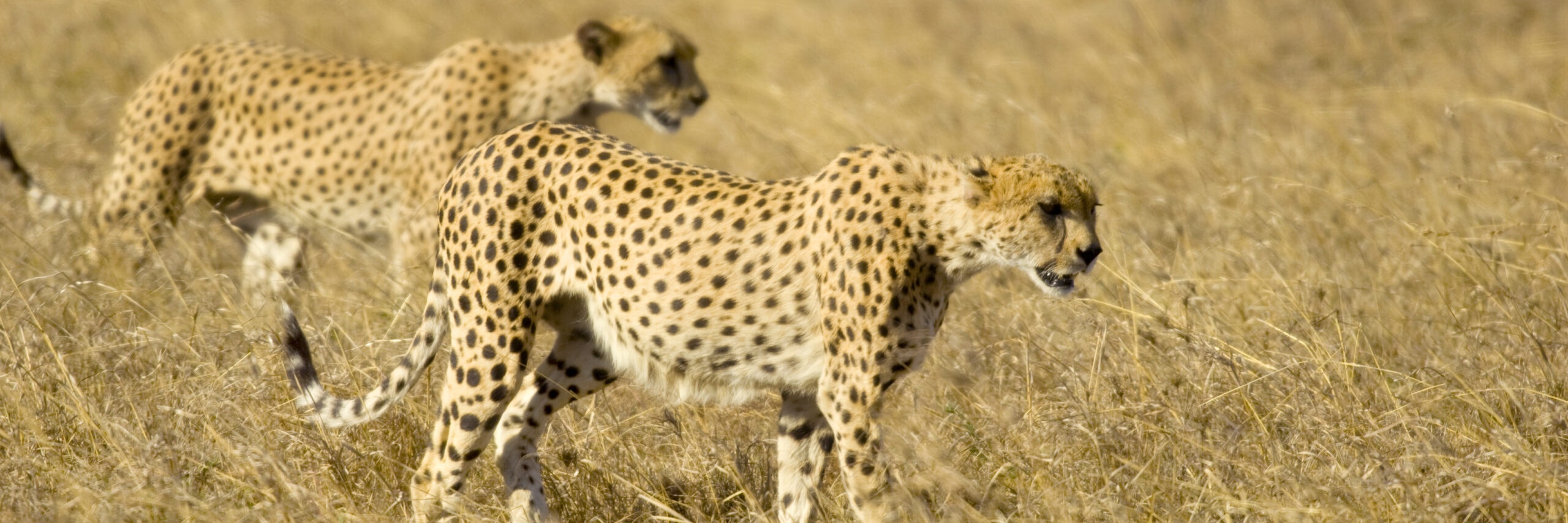 cheetah masai mara kenya 2021 08 26 18 00 22 utc 1 scaled