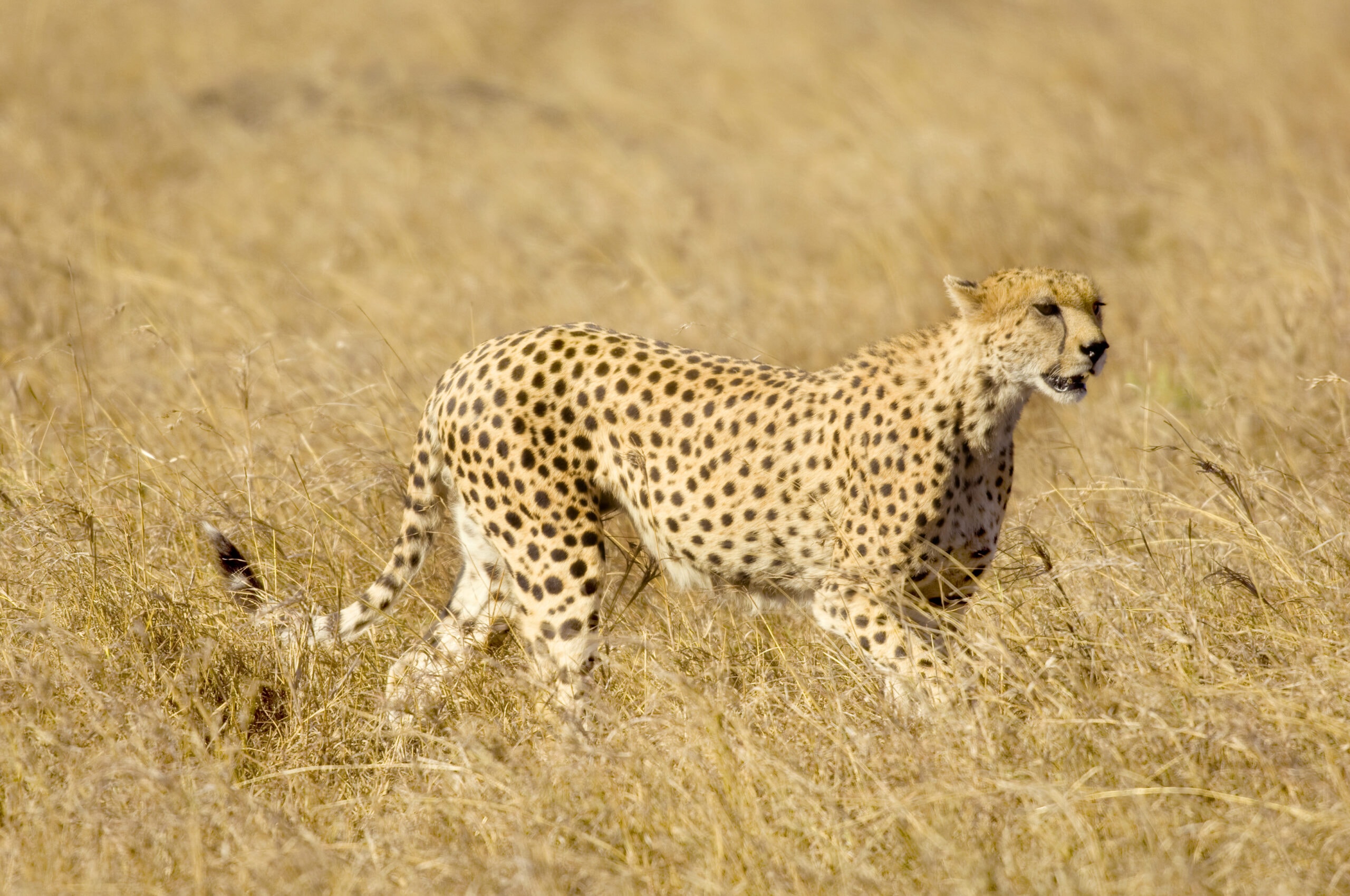 cheetah masai mara kenya 2021 08 26 18 00 22 utc 2 scaled