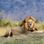 close lion in national park of kenya 2021 08 26 15 55 36 utc 1