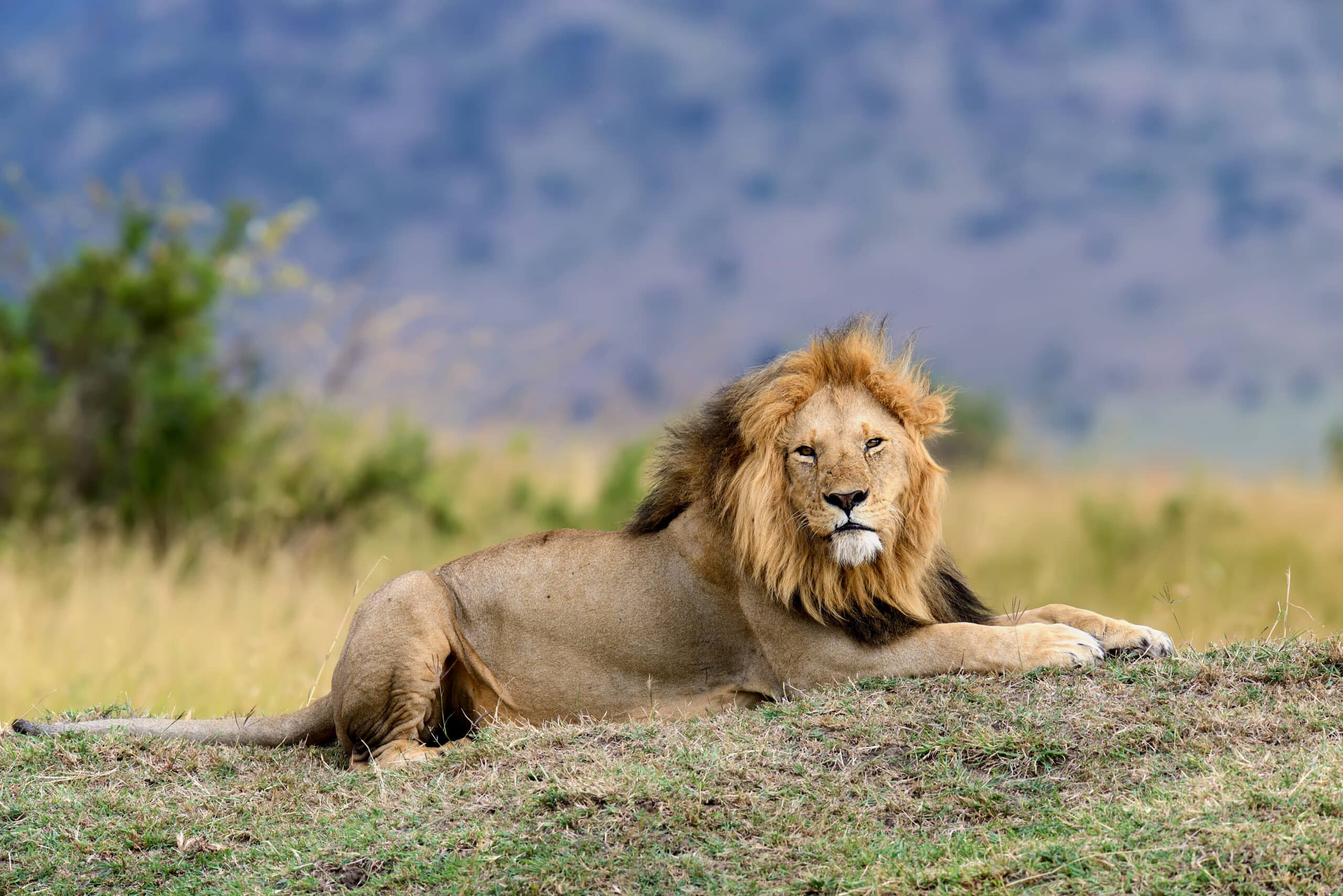 close lion in national park of kenya 2021 08 26 15 55 36 utc 1 scaled