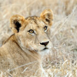 close lion in national park of kenya 2021 08 26 15 55 36 utc