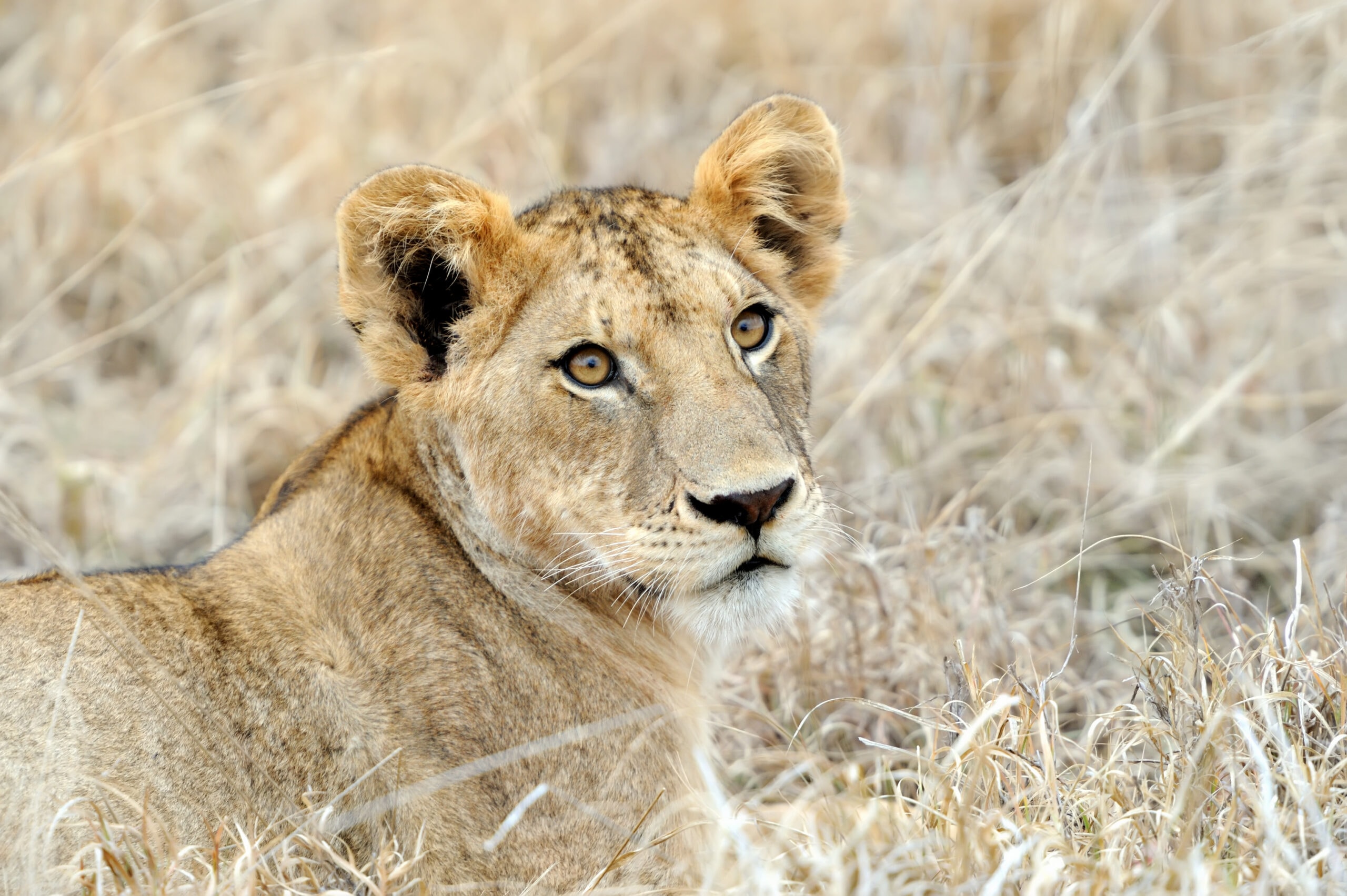 close lion in national park of kenya 2021 08 26 15 55 36 utc scaled