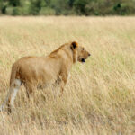 close lion in national park of kenya 2021 08 26 15 55 37 utc 1