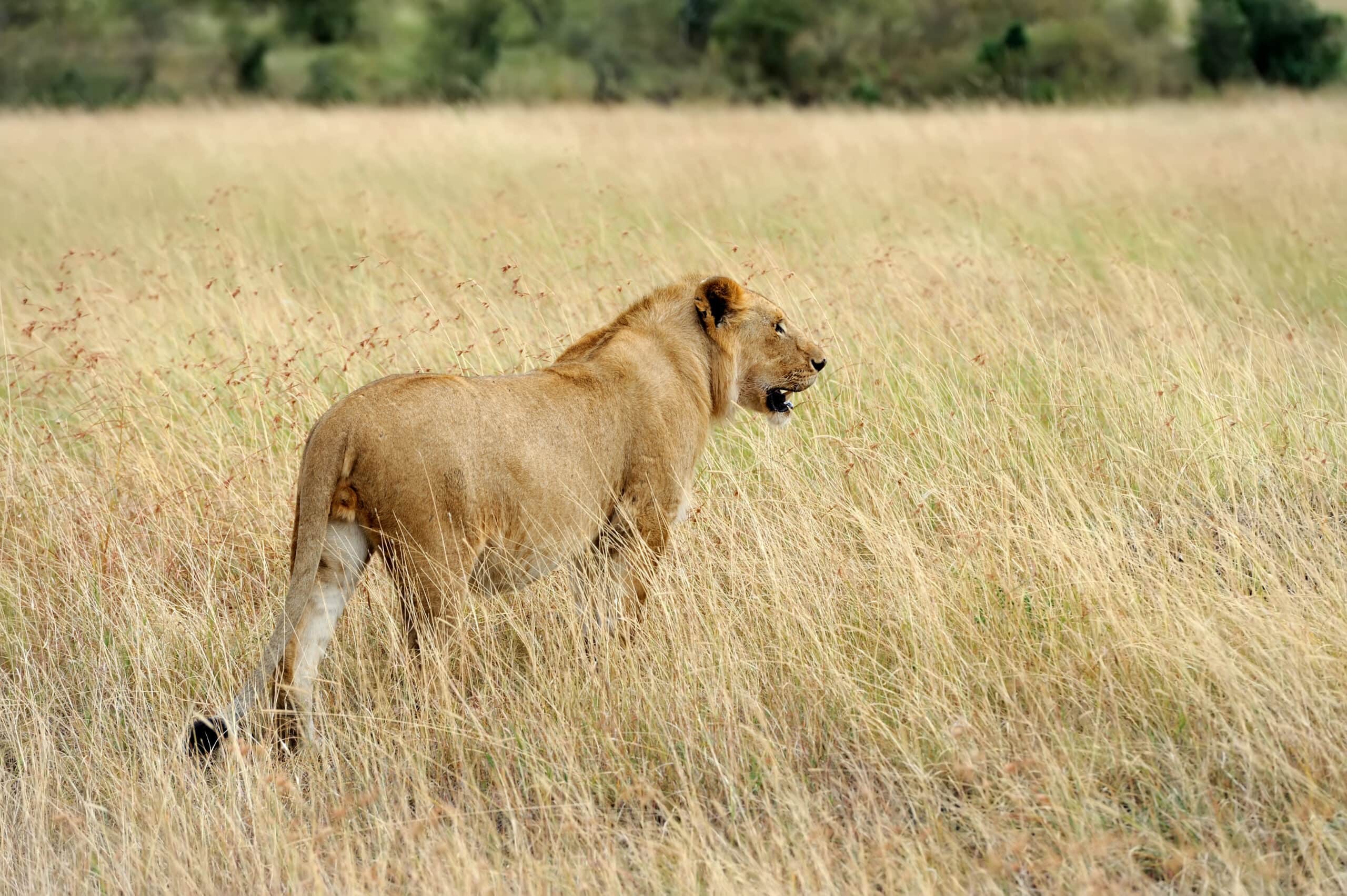 close lion in national park of kenya 2021 08 26 15 55 37 utc 1 scaled