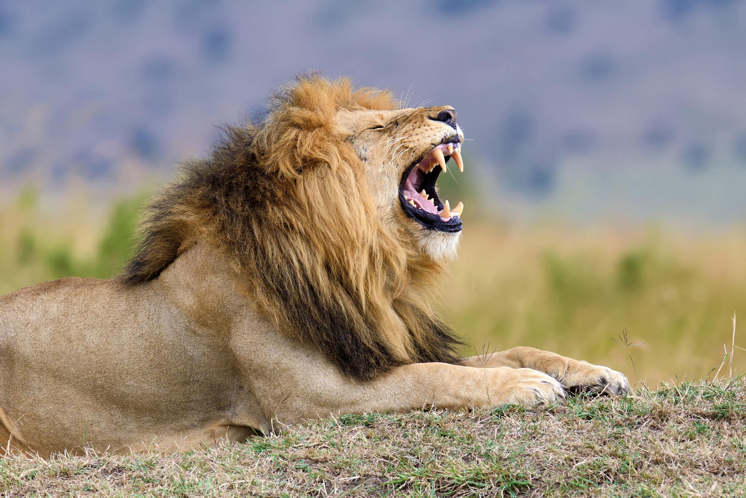 close lion in national park of kenya 2021 08 26 15 55 40 utc scaled