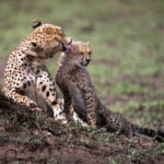 closeup of two east african cheetahs in a field un 2022 12 31 04 16 53 utc