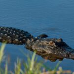closeup shot of a crocodile lying down in the wate 2022 12 31 04 01 11 utc