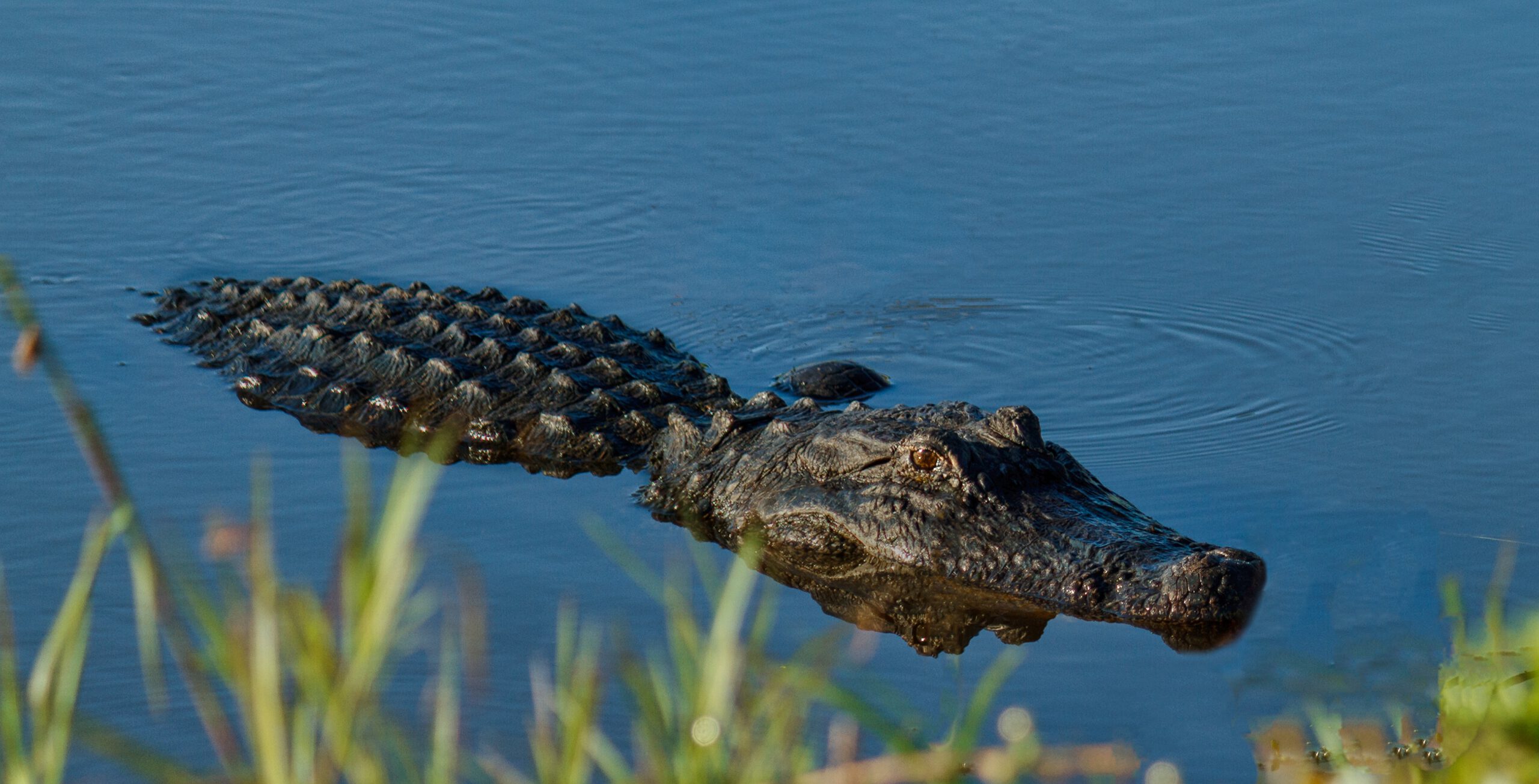 closeup shot of a crocodile lying down in the wate 2022 12 31 04 01 11 utc scaled