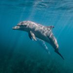 closeup shot of a dolphin under the sea 2022 12 31 05 04 22 utc