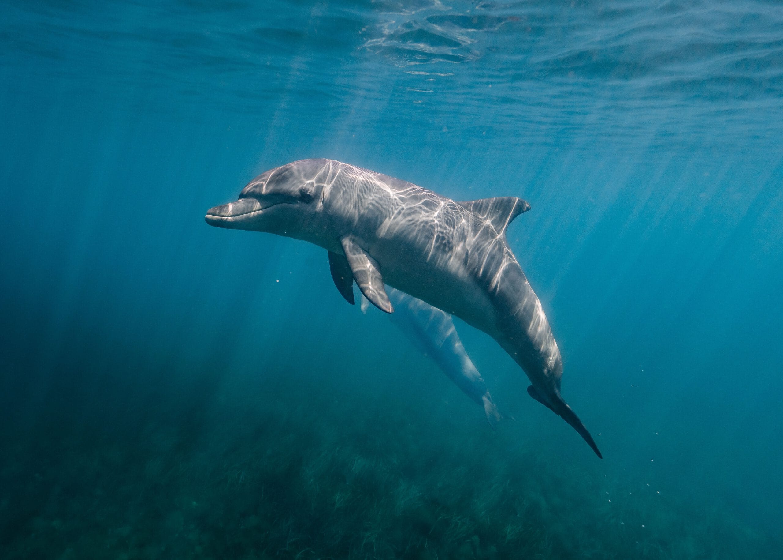 closeup shot of a dolphin under the sea 2022 12 31 05 04 22 utc scaled