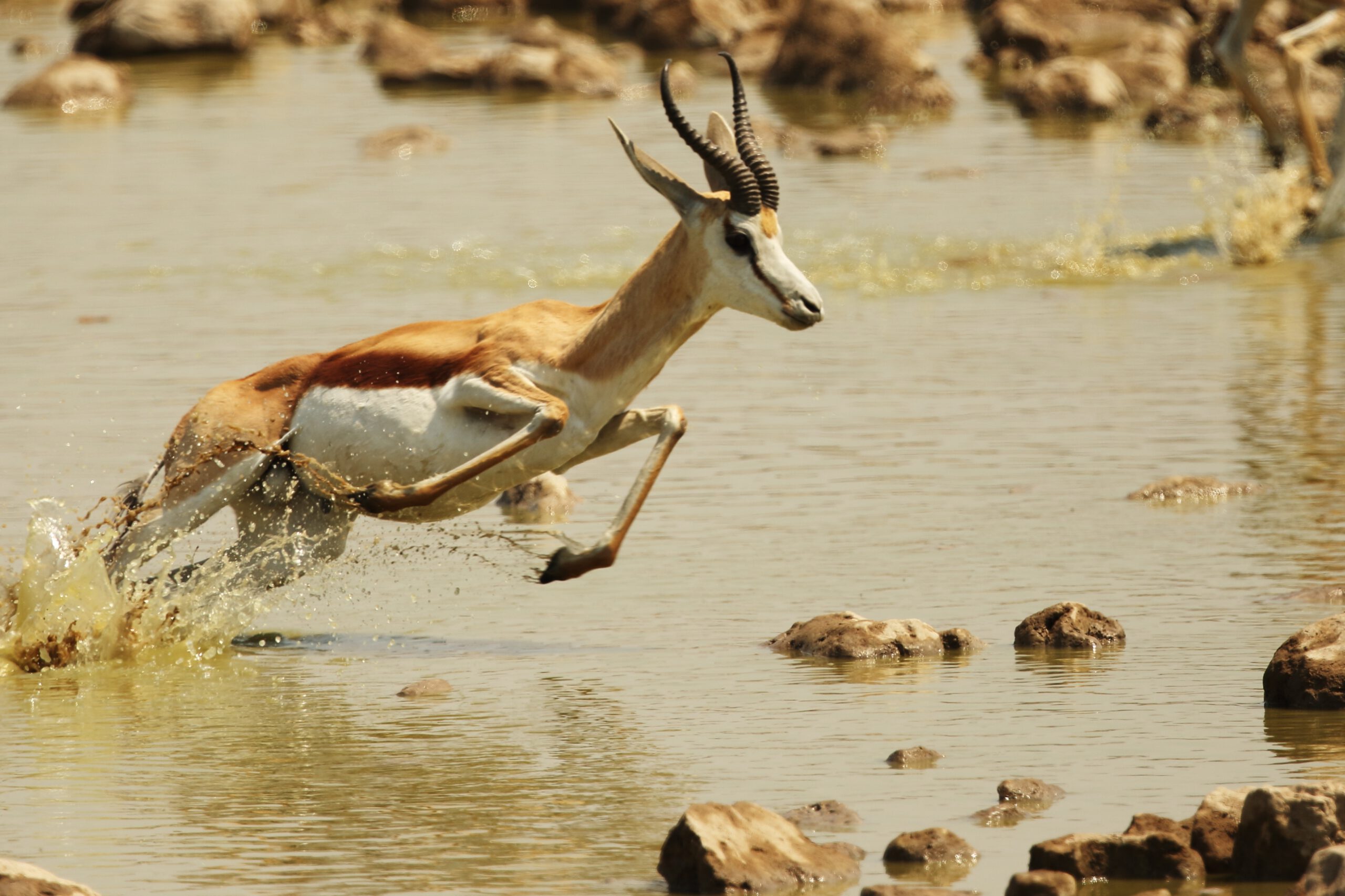 closeup shot of a gazelle galloping away over a sh 2022 12 31 01 52 58 utc scaled
