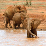 elephant in lake national park of kenya 2021 08 26 15 55 36 utc