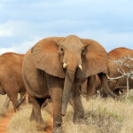 elephant in national park of kenya 2021 08 26 15 55 36 utc 1