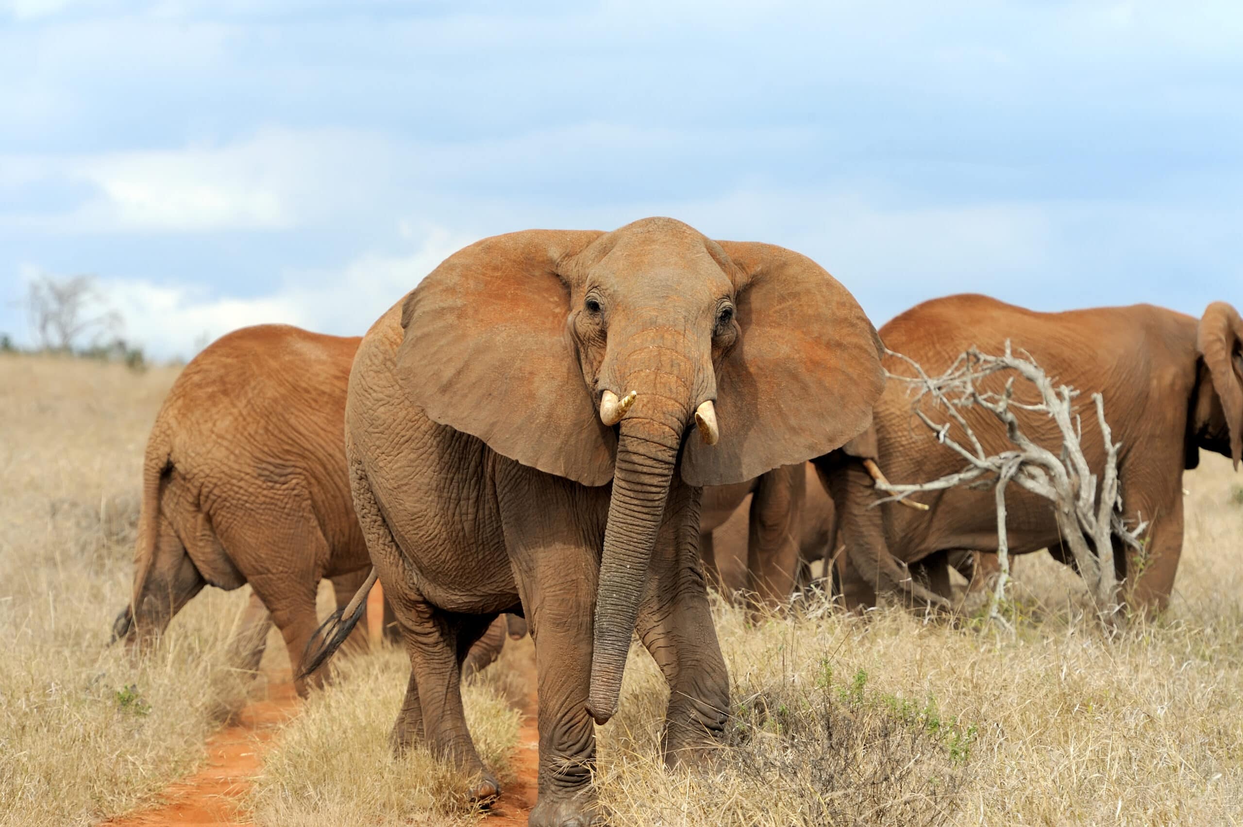 elephant in national park of kenya 2021 08 26 15 55 36 utc 1 scaled