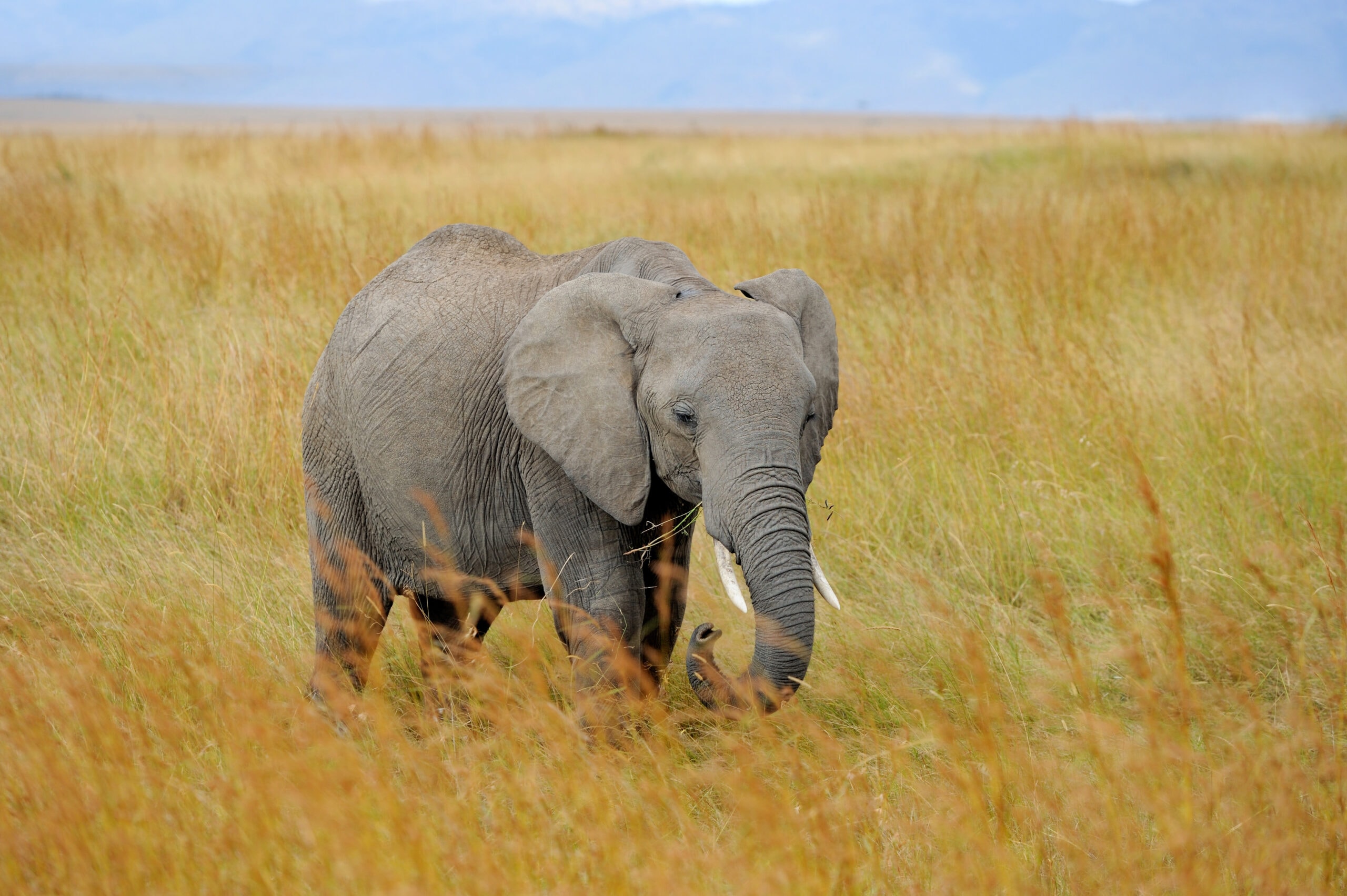 elephant in national park of kenya 2021 08 26 15 55 36 utc 2 scaled