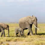 elephant in national park of kenya 2021 08 26 15 55 38 utc 2