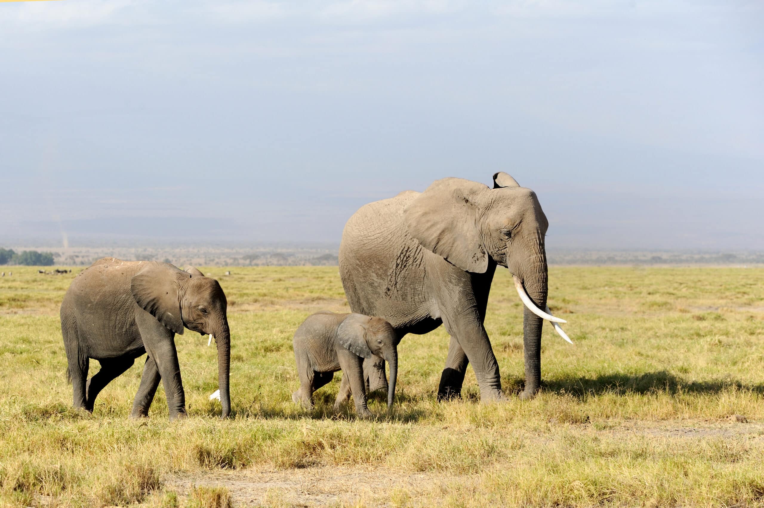 elephant in national park of kenya 2021 08 26 15 55 38 utc 2 scaled