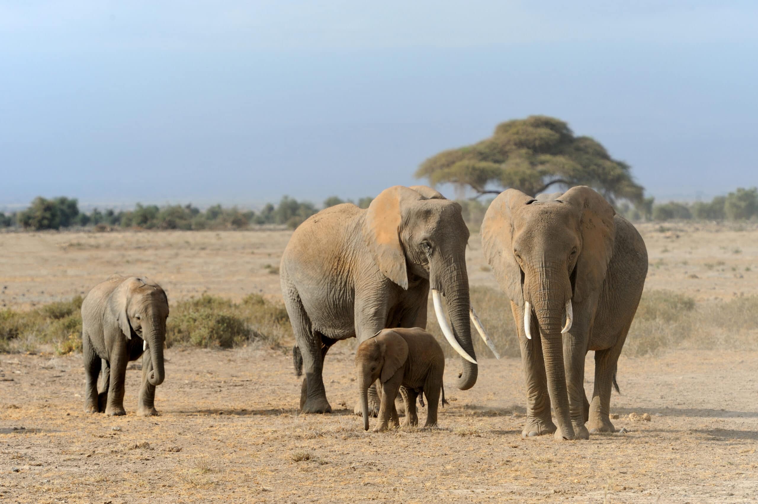 elephant in national park of kenya 2021 08 26 15 55 38 utc scaled