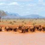 elephant in national park of kenya 2021 08 26 15 55 46 utc