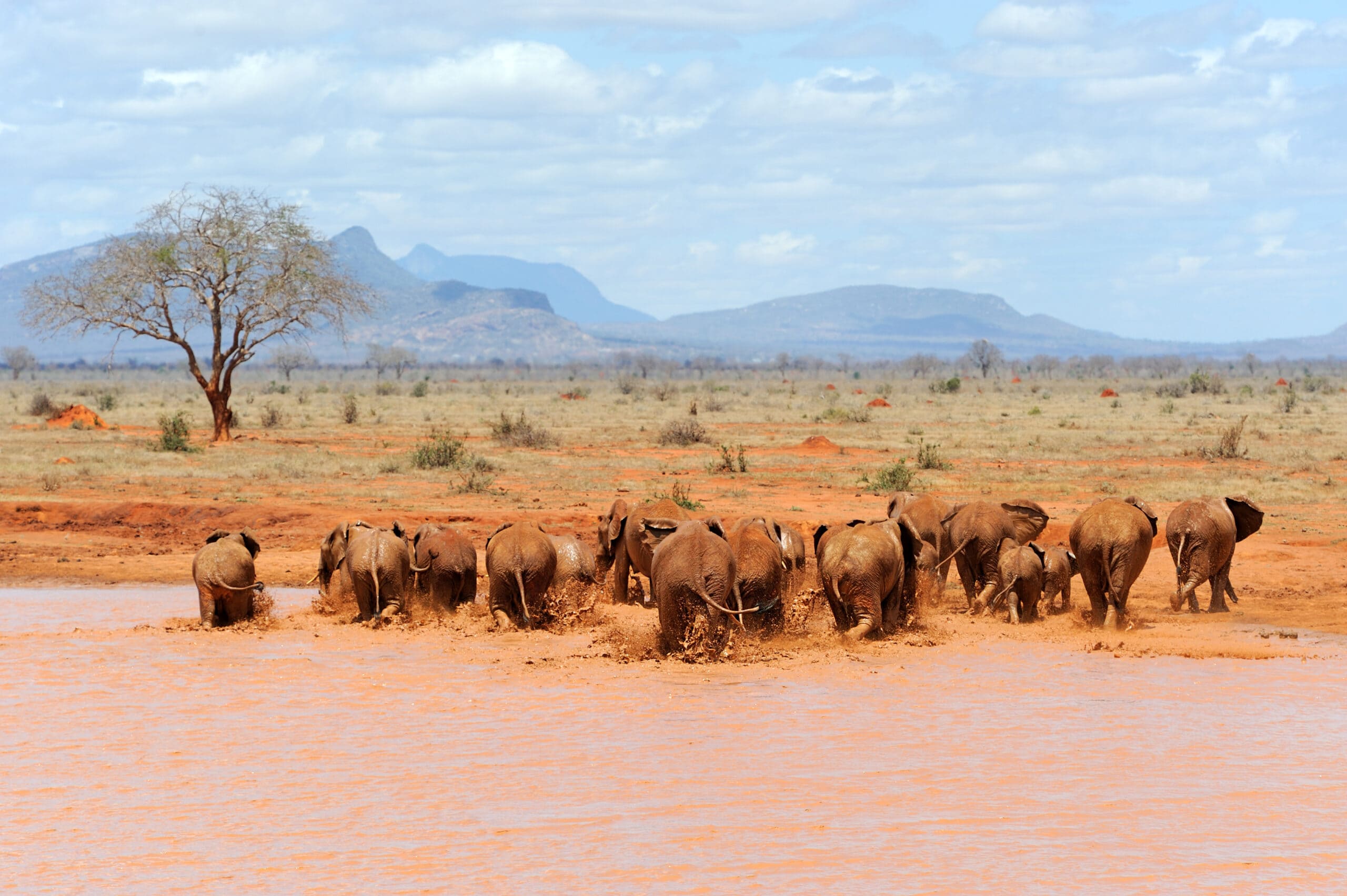 elephant in national park of kenya 2021 08 26 15 55 46 utc scaled