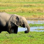 elephant in national park of kenya 2021 08 26 15 55 51 utc