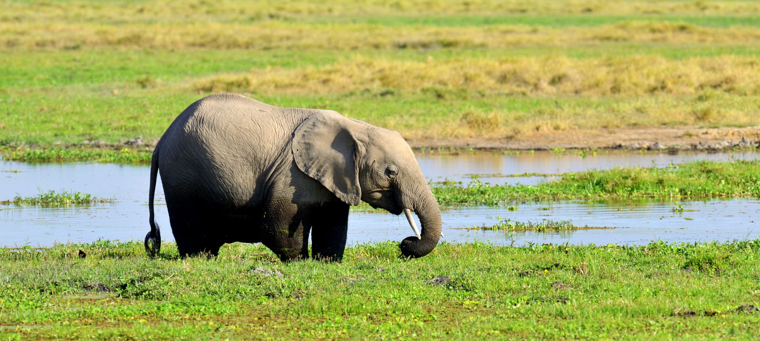 elephant in national park of kenya 2021 08 26 15 55 51 utc scaled