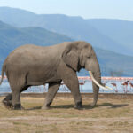 elephant in national park of kenya 2021 08 26 15 56 05 utc