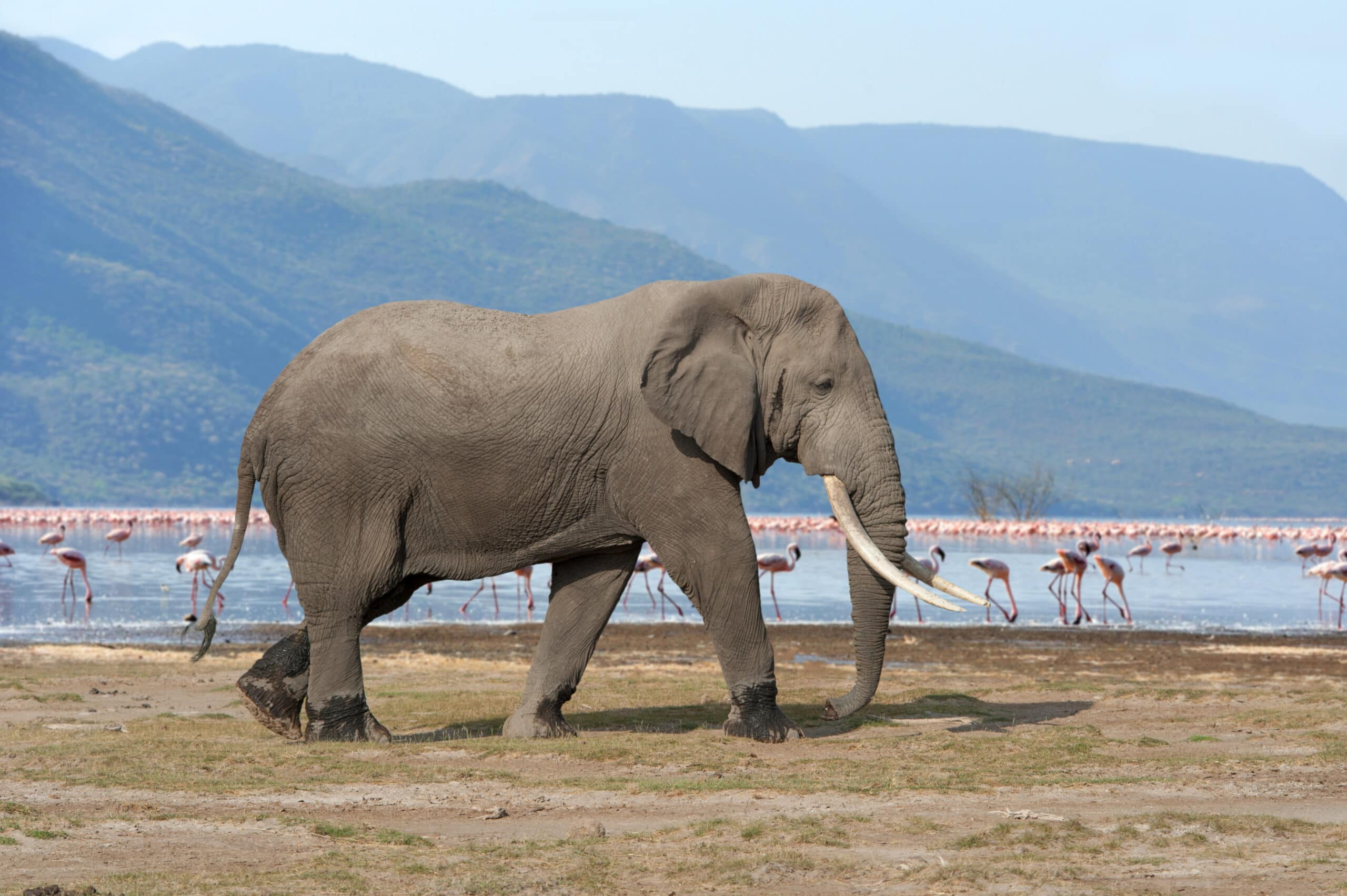 elephant in national park of kenya 2021 08 26 15 56 05 utc scaled