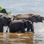 elephant in water national park of kenya 2021 08 26 15 55 55 utc 1