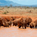 elephant in water national park of kenya 2021 08 26 15 56 05 utc 1