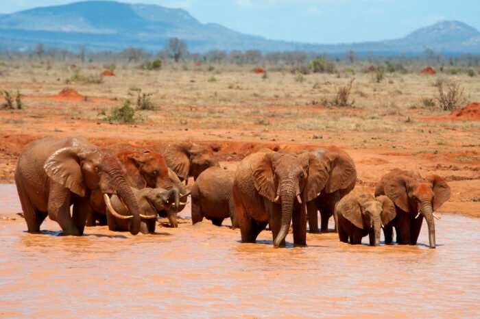 Safari di 4 giorni (3 notti), che inizia a Nairobi e porta al Parco Nazionale Amboseli, Parco Nazionale Tsavo Ovest, Parco Nazionale Tsavo Est