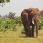 elephant on the savanna in kenya 2022 11 16 19 38 43 utc
