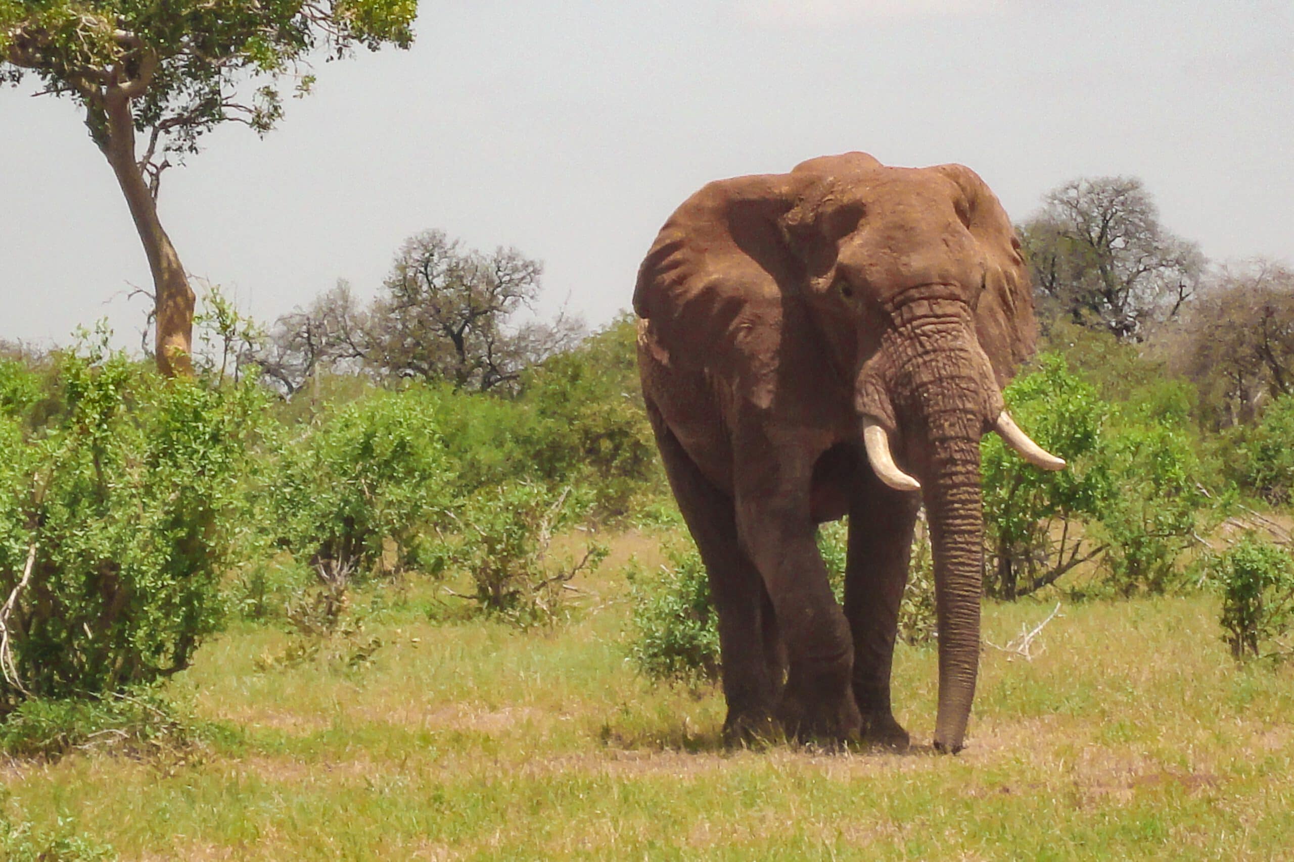 elephant on the savanna in kenya 2022 11 16 19 38 43 utc scaled
