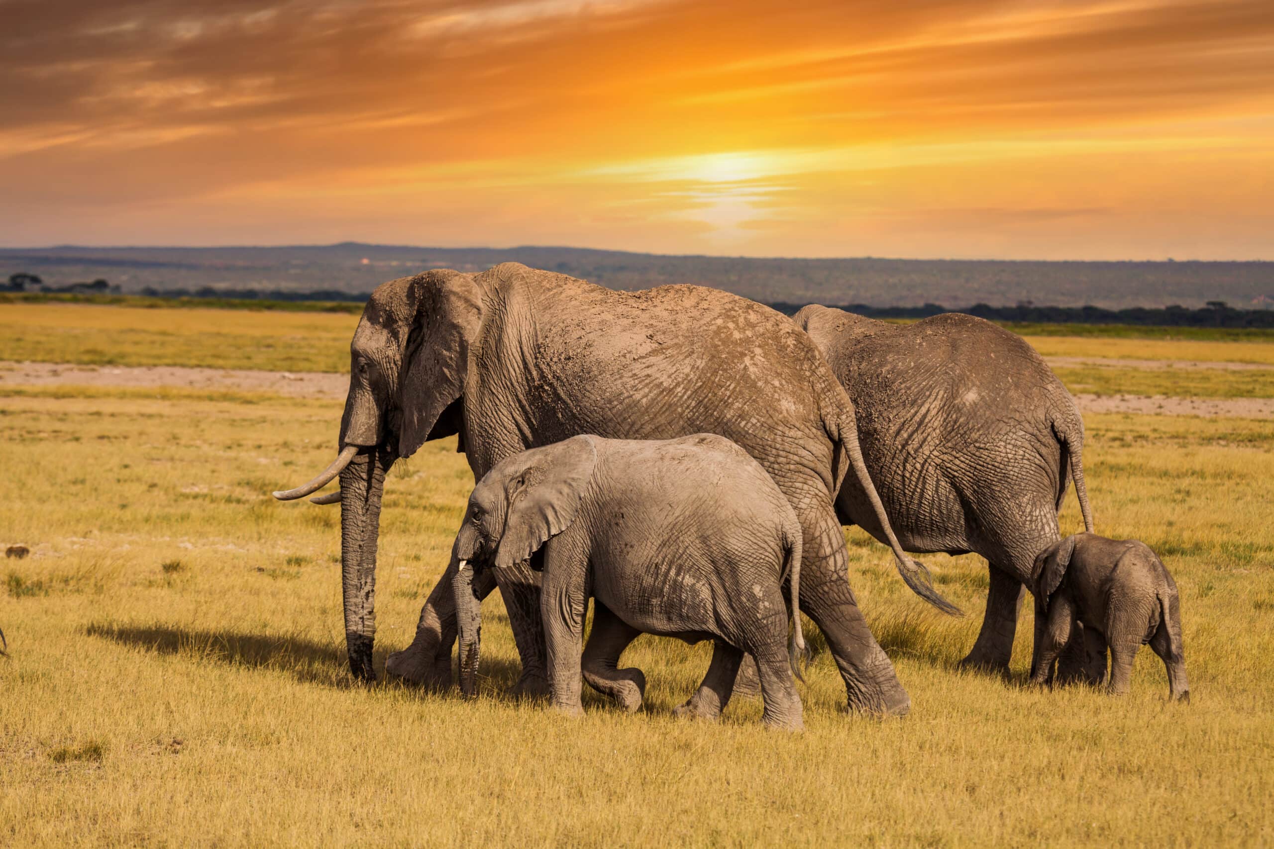 elephants with baby elephants kenya national park 2022 02 12 05 37 57 utc scaled